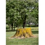 Tree-stump-in-Adelaide-Parklands-by-Neville-Cichon