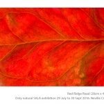 Only-natural-exhibition-by-Neville-Cichon-05