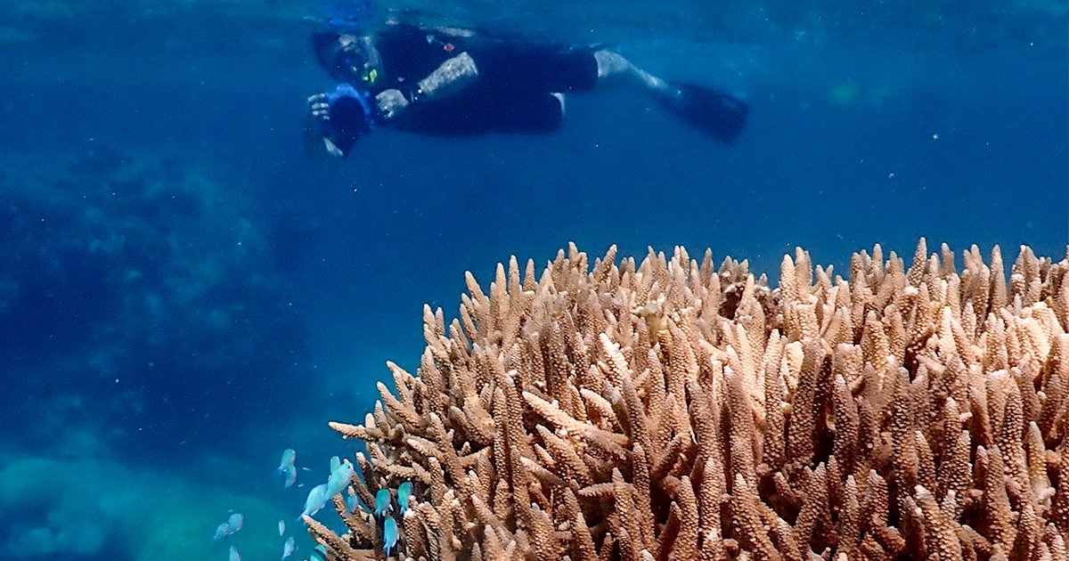 Me underwater with camera at the Great Barrier Reef