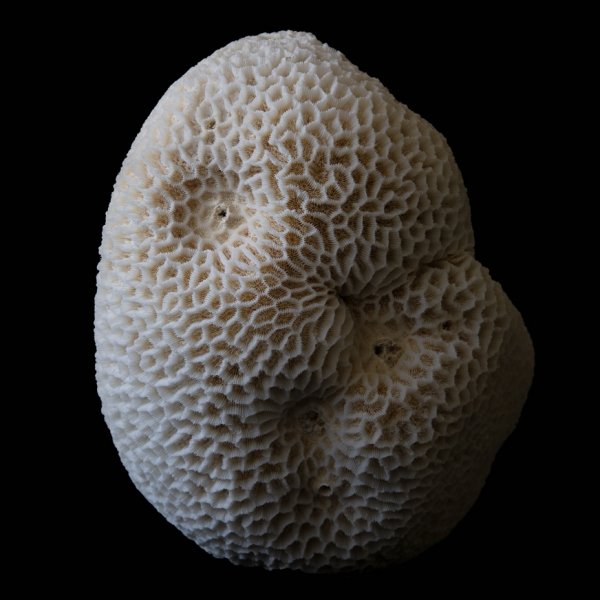 Goniastrea retiformis, 2020, pigment print, 50x40cm.